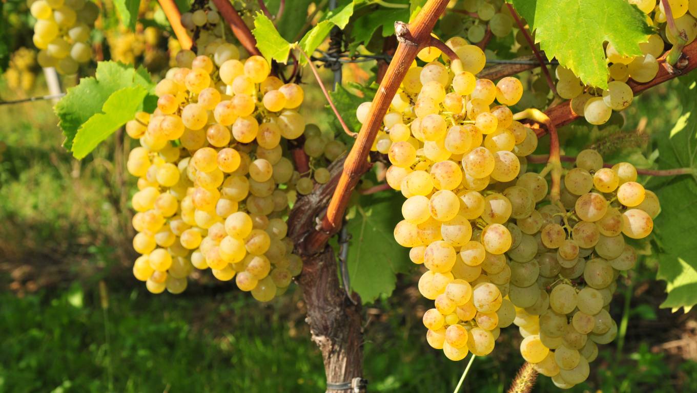 Germany's White Grapes: Riesling and Beyond | Virgin Wines