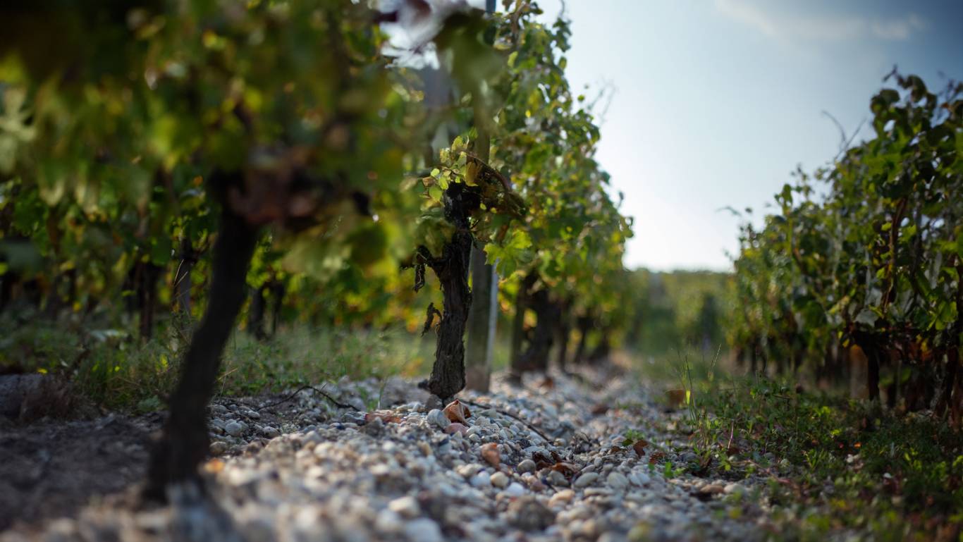 A close up of a Bordeaux vineyard to represent new Bordeaux wine styles