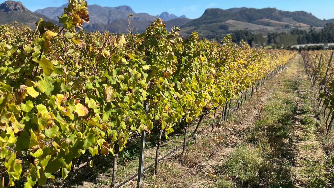 Vines in Wildeberg's vineyard.